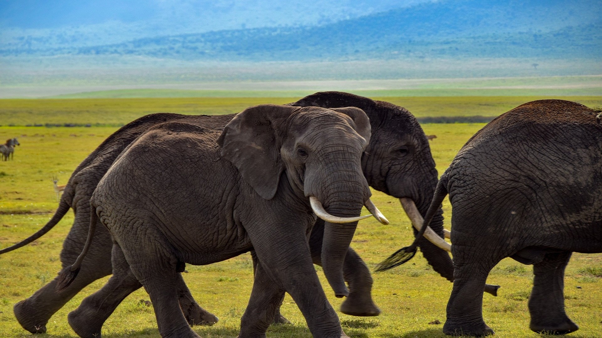 Tanzania Elewana Safari