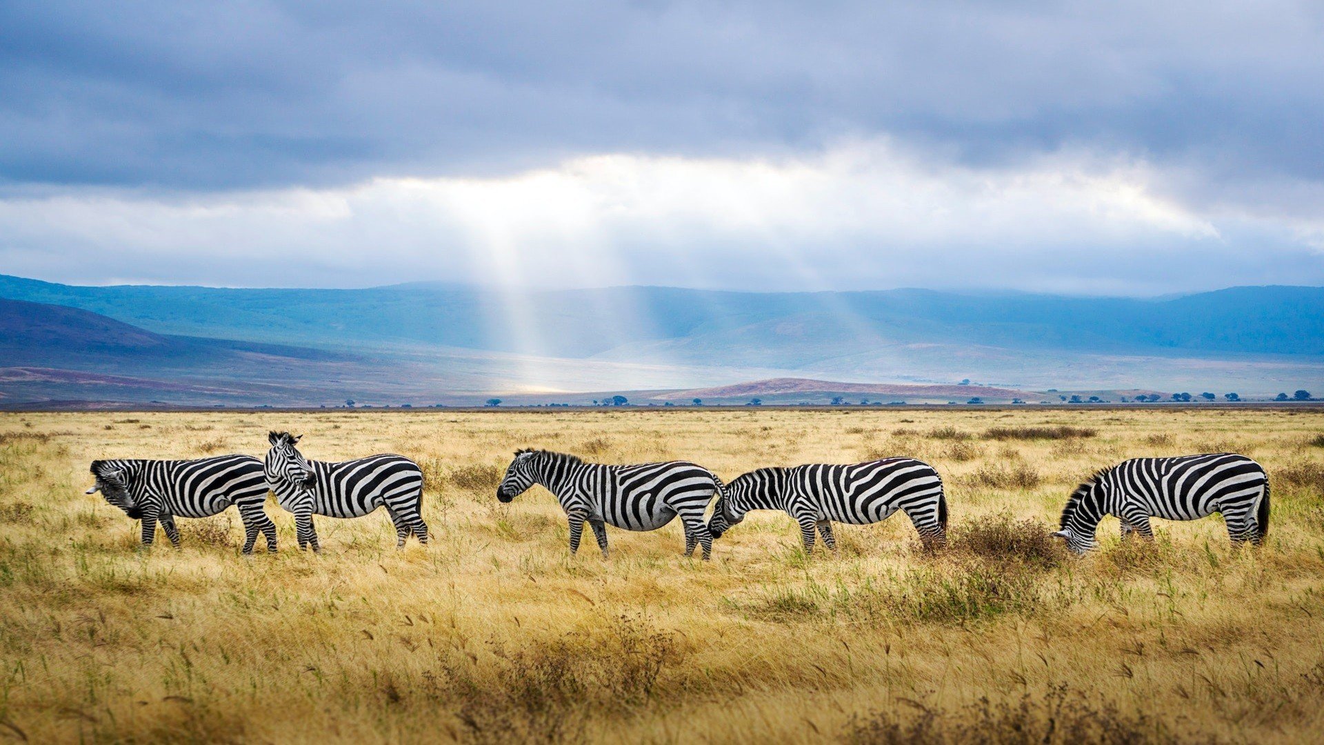Tanzania Explorer
