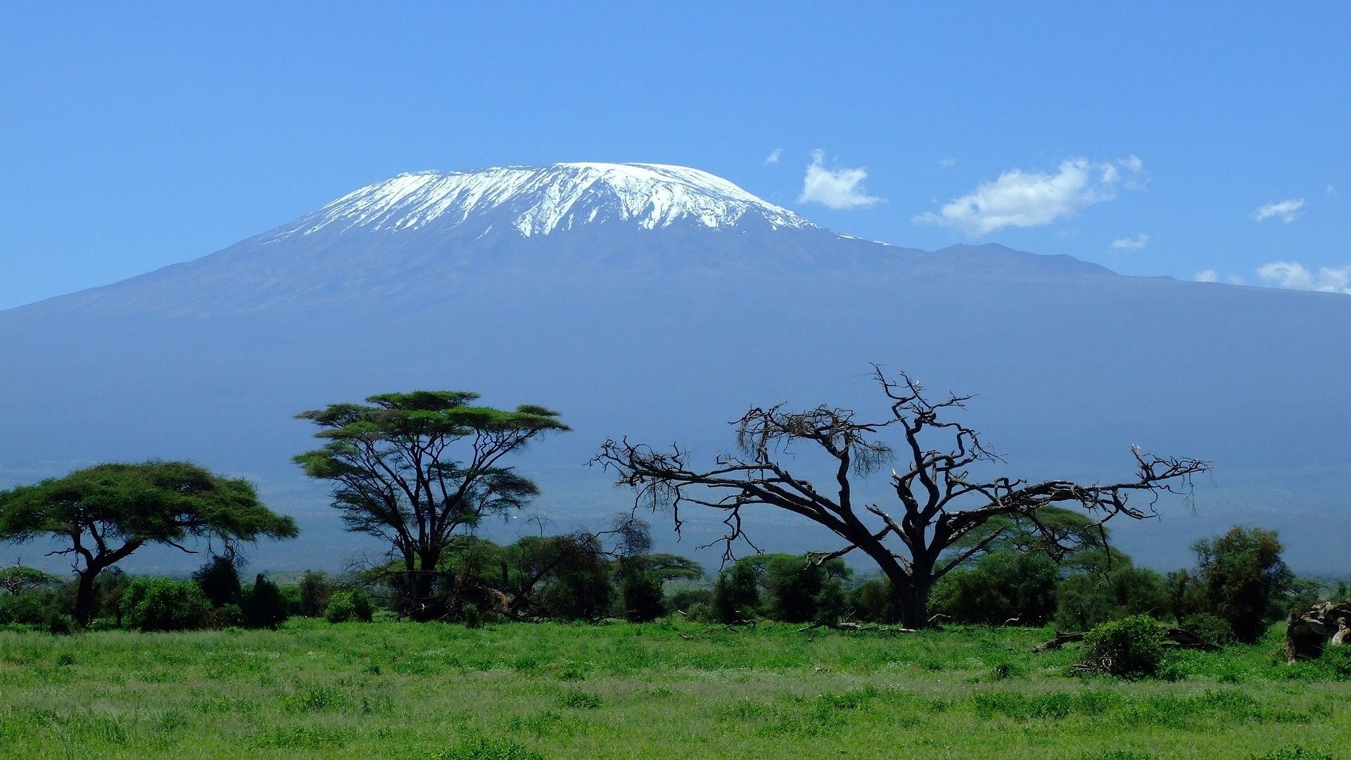 Tanzania Lemala & Lions Paw