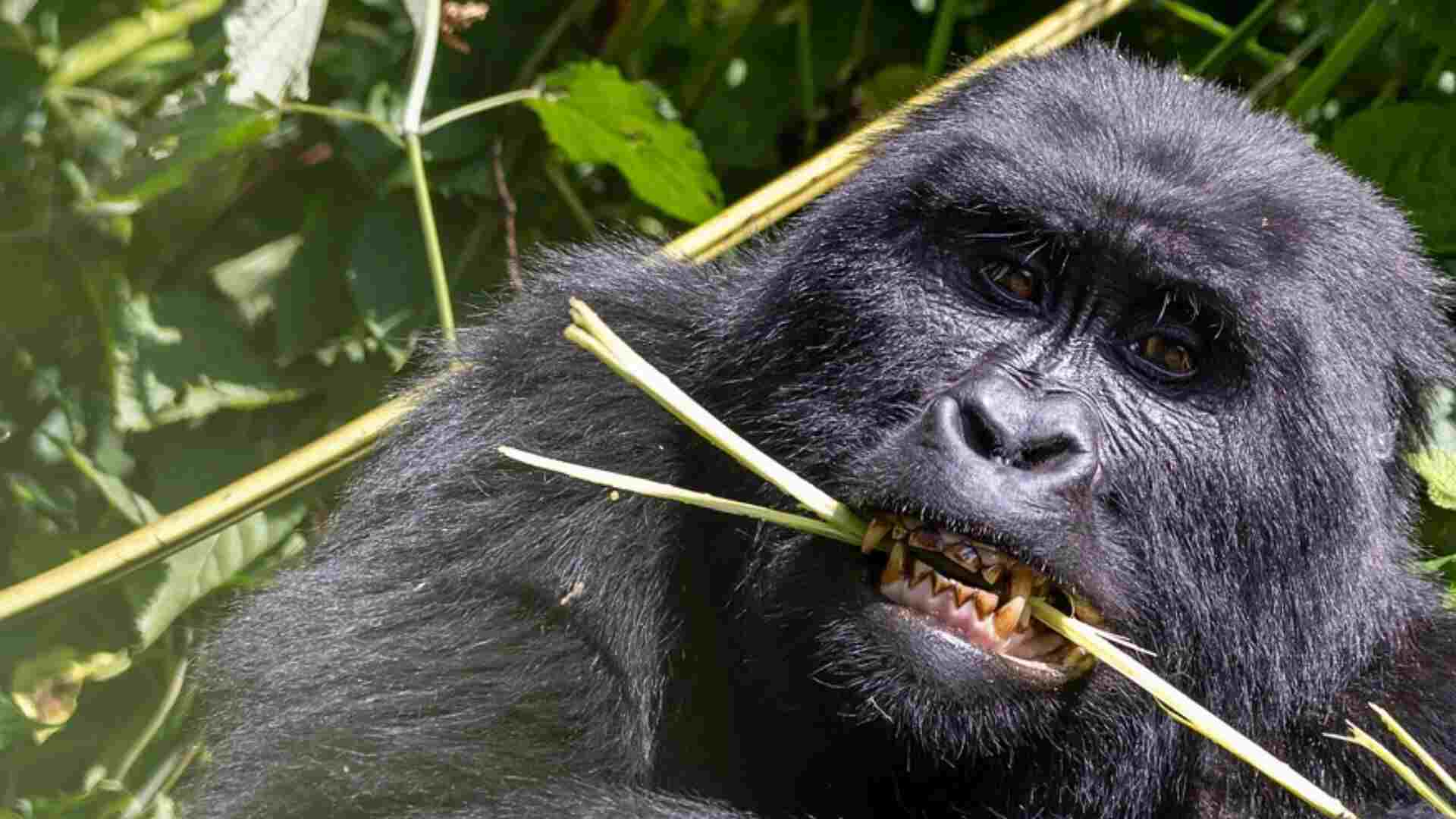 Uganda Gorilla and Chimpanzee Safari Adventure