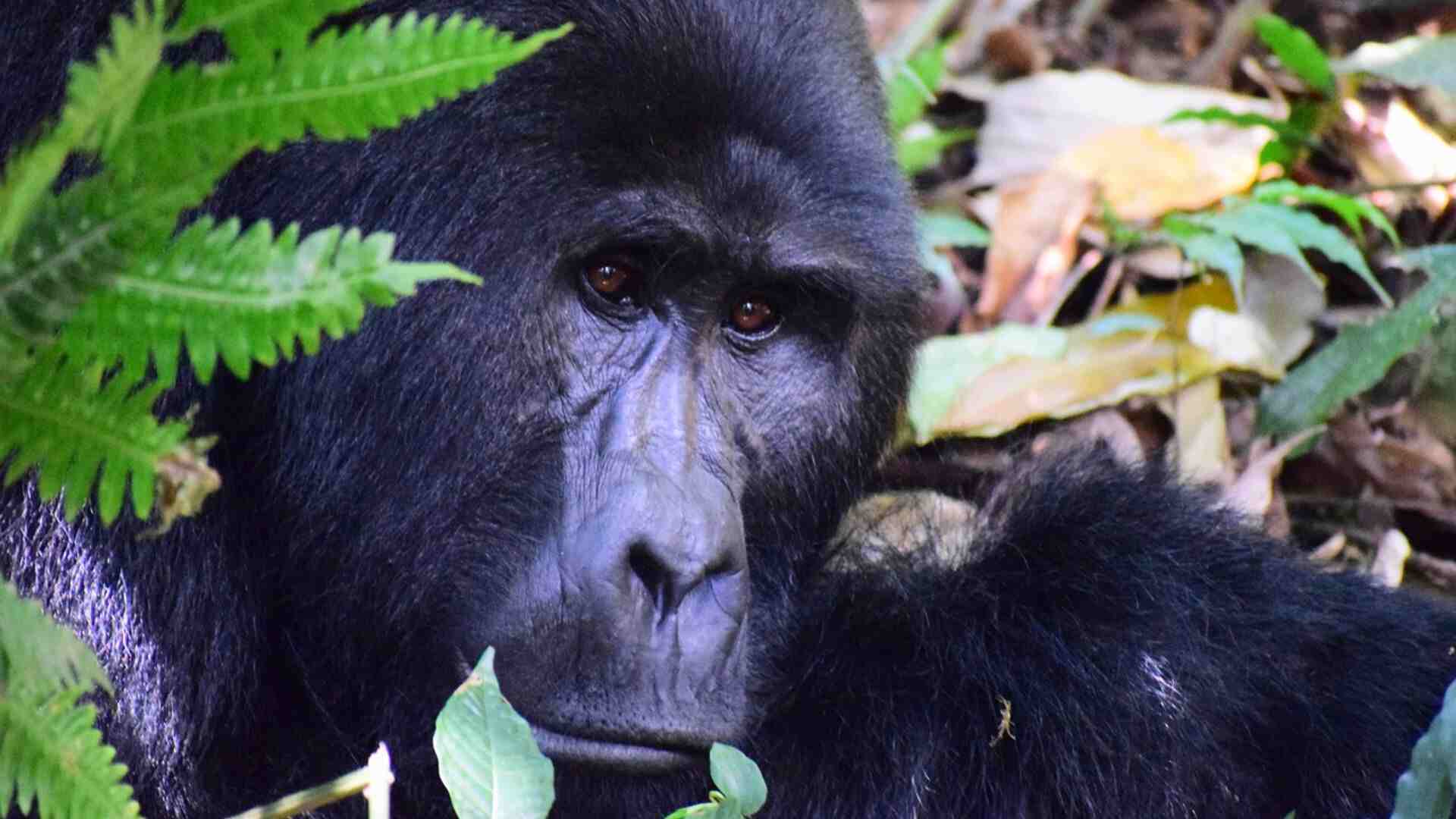Uganda Wildlife and Gorilla Trekking Adventure