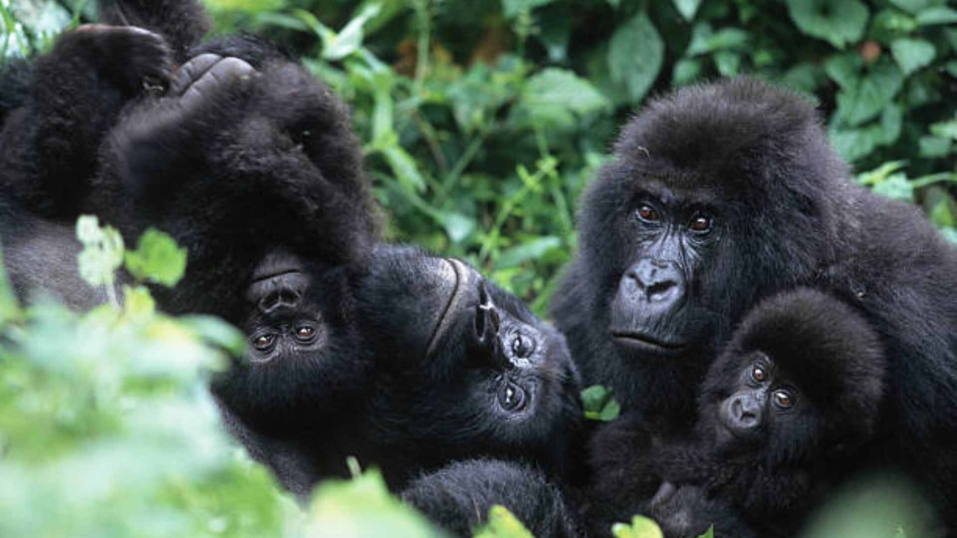Wildlife and Gorilla Adventure