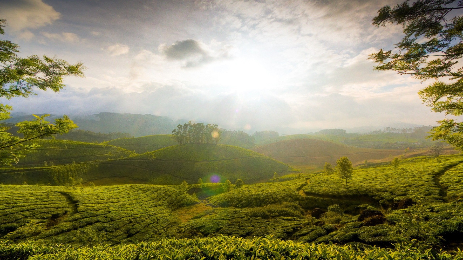 Sri Lankan Tea Trails