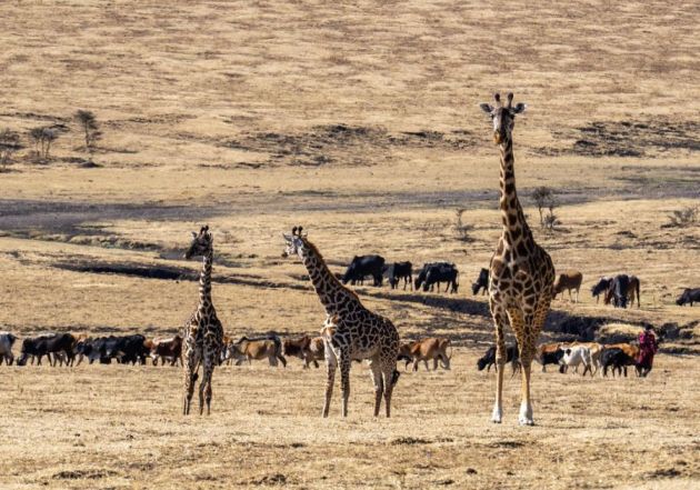 Tour Map